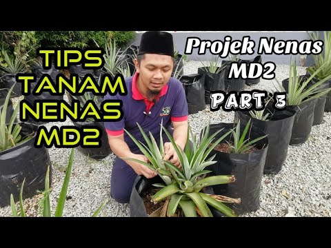 Video: Penjagaan Lily Nanas: Cara Menanam Bunga Lily Nanas