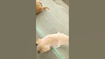 jumping puppy in rain