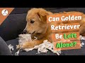 Can golden retriever be left alone   steps to train