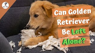 Can Golden Retriever Be Left Alone? -  Steps To Train by luver dog 352 views 3 years ago 2 minutes, 24 seconds