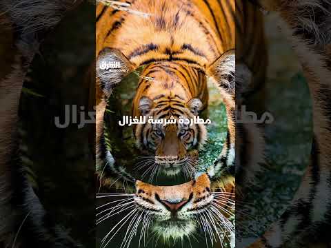 الببر في الغابة المطيرة: سلوك الصيد وتأثيره البيئي