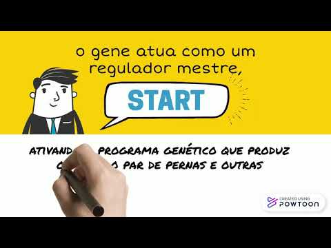 Vídeo: Como funcionam os genes homeóticos?