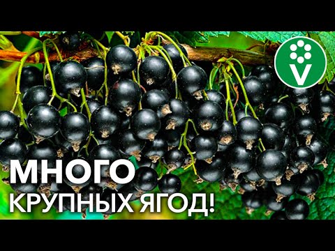 Video: Podul Kalinov, Râul Smorodina - Locuri De Groază Ale Slavilor Antici? - Vedere Alternativă