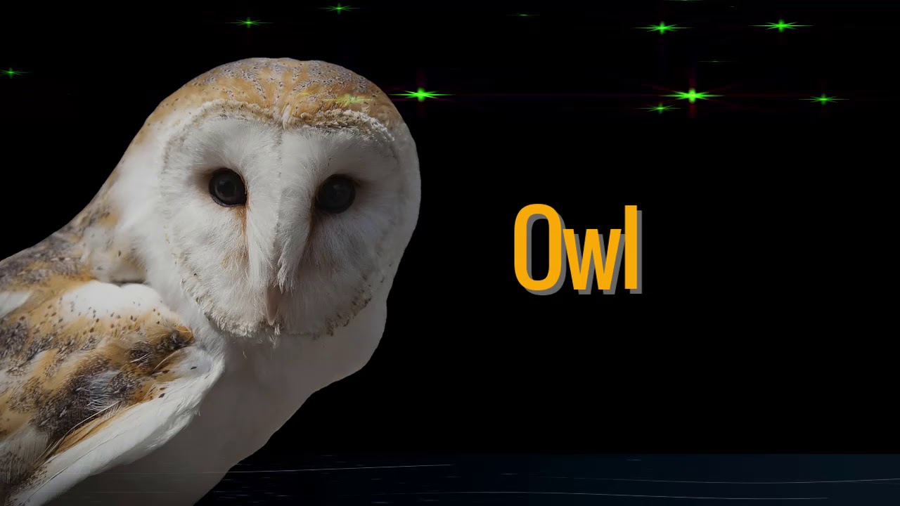 Owl Spirit Animal - A Complete Guide spirit animal meaning. - YouTube