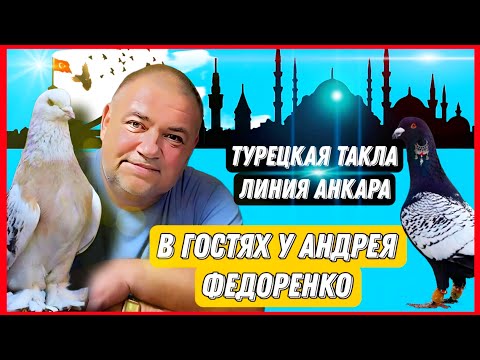 В гостях у Андрея Федоренко. Турецкая Такла линии Анкара. Бойные голуби России. Секреты о голубях.