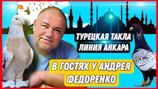 В гостях у Андрея Федоренко. Турецкая Такла линии Анкара. Бойные голуби России. Секреты о голубях.