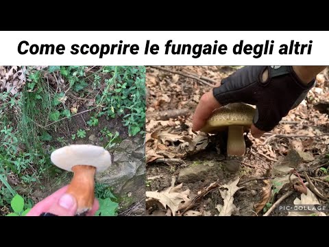 Video: Quei luoghi riservati dove cresce il fungo tartufo in Ucraina