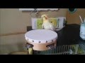 タンバリンボコボコインコ