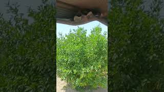sprayer in bagh with drum ????. subscribe farming kisan like subscribers