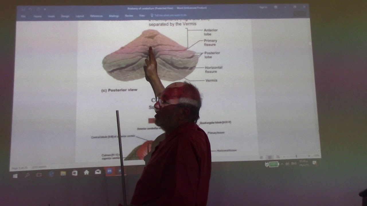 Neuroanatomy 53 ( Cerebellum , part 1) , by Dr. Wahdan - YouTube