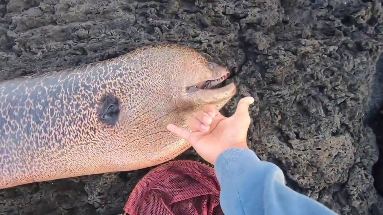 HUGE 65Lb EEL!!!! plus Omilu and mu catch