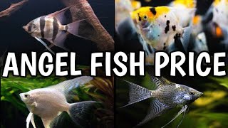 Angel Fish Price And Types What Is The Cost Of Angelfish .