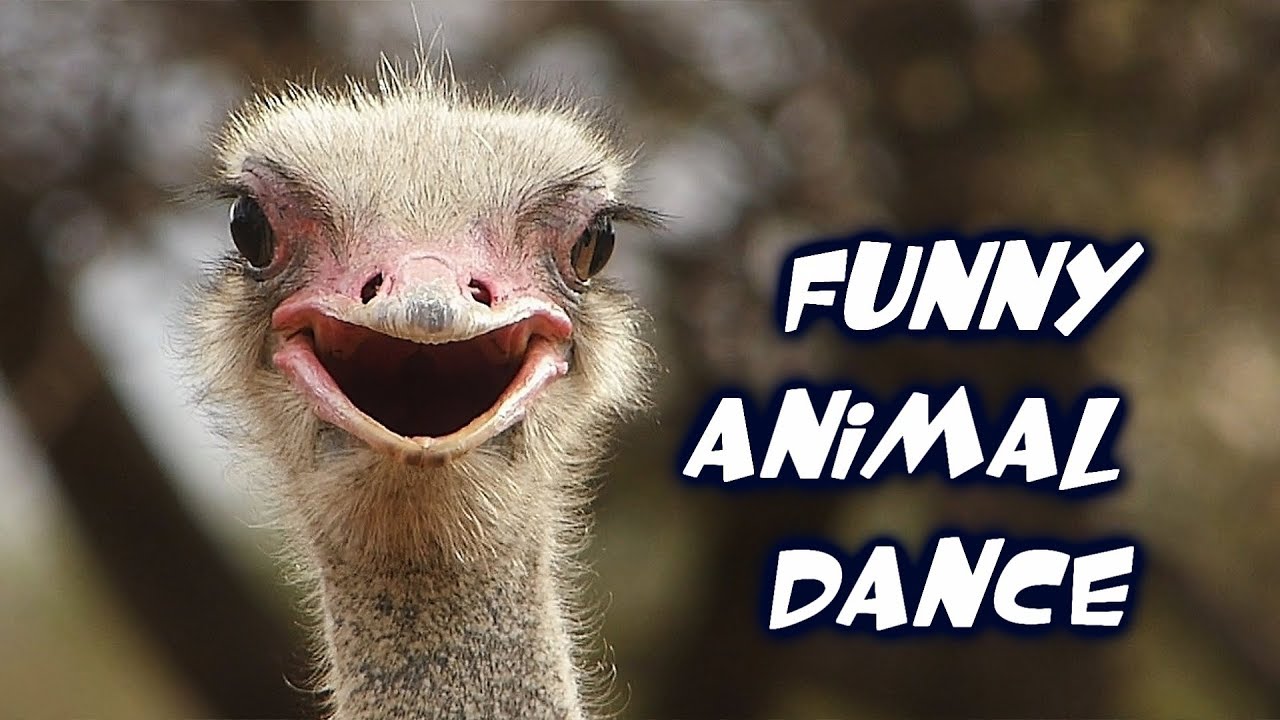 Funny Animal Dance - YouTube