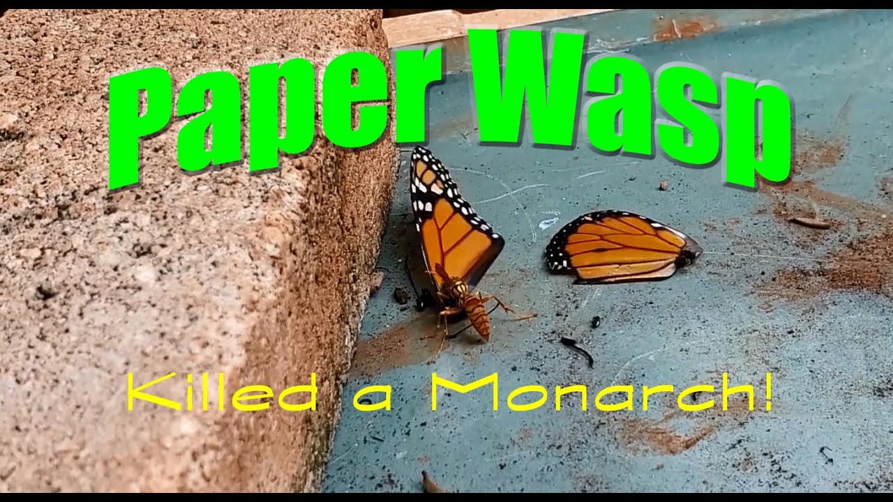 Paper Wasp killed a Monarch Butterfly