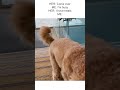 Labradoodle Cannot Reunite With Mom Fast Enough!