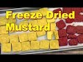 Freeze Drying Mustard