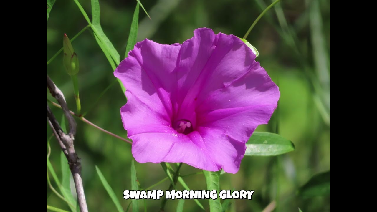 PHOTOGRAPHING GOD'S CREATION :  THE FLORIDA WILDFLOWERS