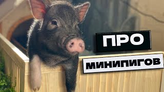 МИНИПИГ ДОМА *часть 1*