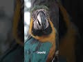 Sprechende Tiere aus dem Amazonas  #funnyvideos; #wwf, #tiere