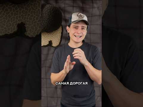 Трюфель — гриб,