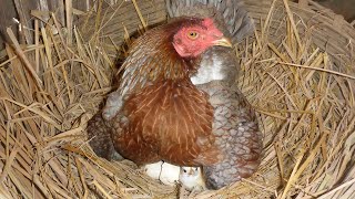 Fantastic Hen Harvesting Eggs To Chicks || Murgi Hen Harvesting Eggs || 26Hen Baby