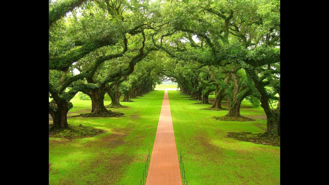 041 camino verde antónio teixeira [arranjo instrumental) youtube