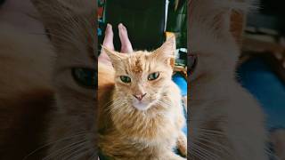 #Cute #Ginger tom &quot;Derek&quot; is known by all the ladies 😺 #mohawk  #pussycat #Funny #meow  #tomcat 😺