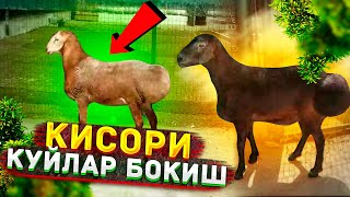 ТОЗА ХИСОРИ КУЙЛАР БОКИШ