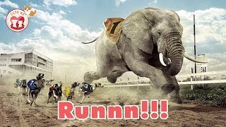 CUTE AZ | Funny Elephants You Will Die Laughing - Funniest Animals Videos 2019