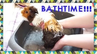 UPDATED! Easy Bathtime for Guinea Pigs! | Squeak Dreams