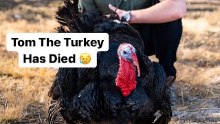 Tom The Turkey Has Died  #shorts #turkey