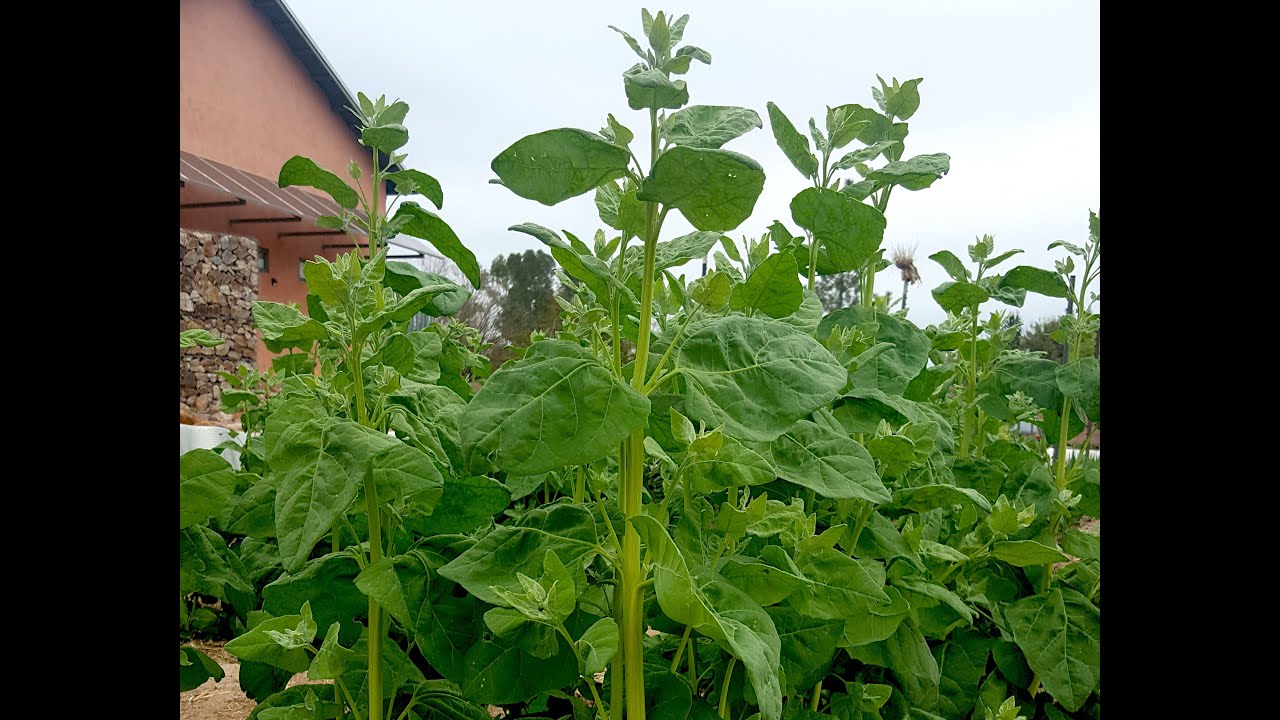 Seed Saving Vadito Quelites Grandes (Orach) Native Seeds SEARCH June
