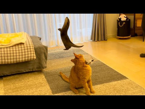 ??????? ???????????????? Play with otter and cat at the same time
