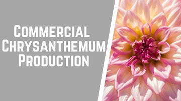 Production Principles for Commercial Chrysanthemums