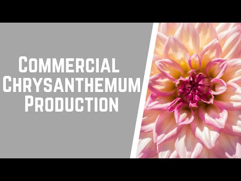 Vidéo: Chrysanthème de brousse: description, aperçu des variétés et critiques