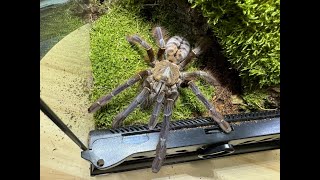 Phormingochilus sp