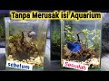 Cara menguras aquarium ikan hias dan aquarium ikan cupang