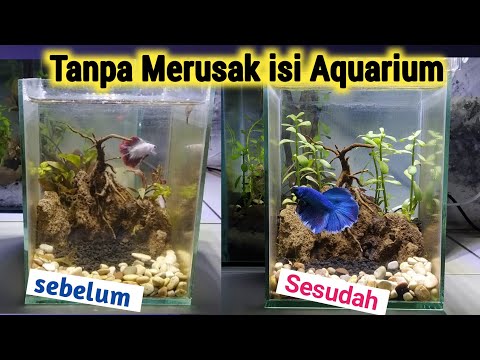 Cara menguras aquarium ikan hias dan aquarium ikan cupang