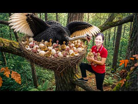 Catching Wild Helmeted Guineafowl Nest Full of Baby Birds to Sell | Nature Survival Life