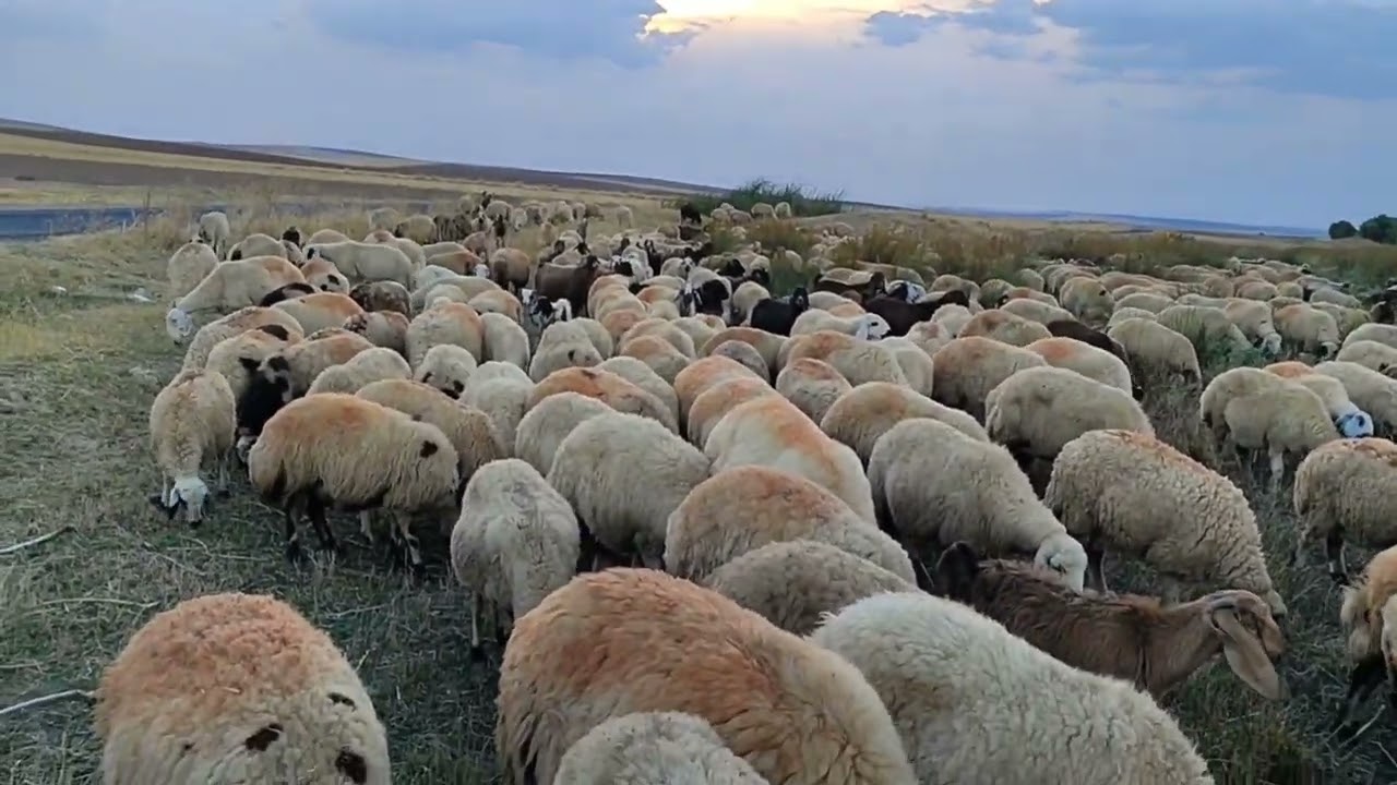 cölde siyah demlikte çay iyi gider
