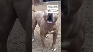 🗣️masuk aman keluar tinggal tulang ini mah  #funny #musikhumor #musiklucu #comedy #lucu