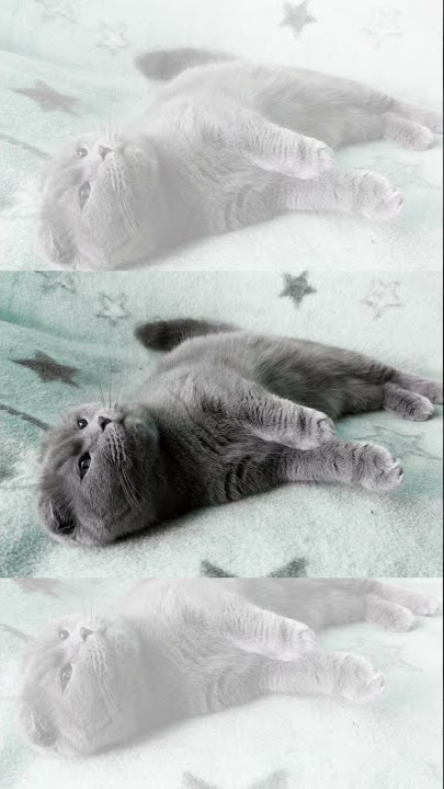 kucing sit up,mode diet...#kucing #diet @imammahfudin7959