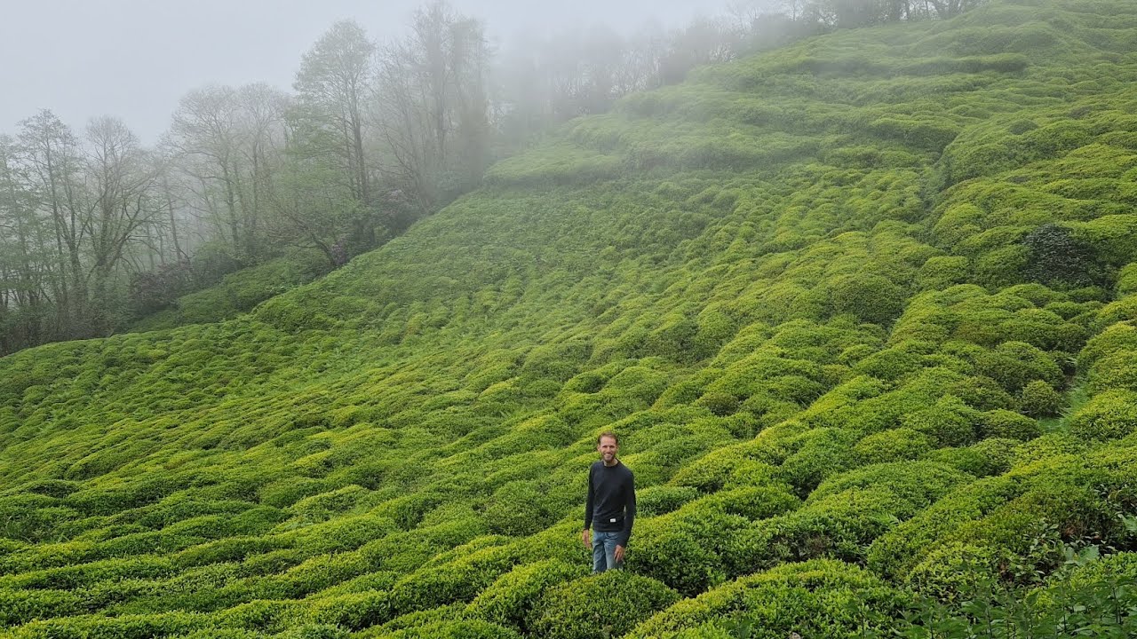 Walking in the tea region of Turkey - Menno Ros #7