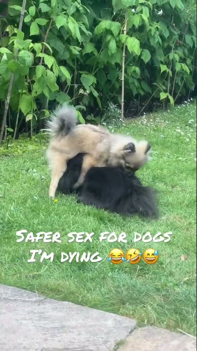 Safe sex for dogs 😅😂🤣🐶 these two are so funny #shorts #funnyshorts #dogshorts #dogs #doglovers