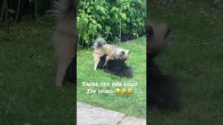 Safe sex for dogs 😅😂🤣🐶 these two are so funny #shorts #funnyshorts #dogshorts #dogs #doglovers