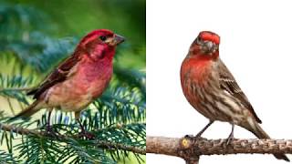 House Finch or Purple Finch