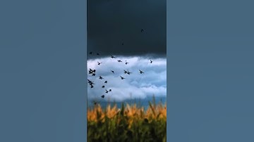 قرآن كريم بصوت القارئ عبد الرحمن مسعد.سورة الناس