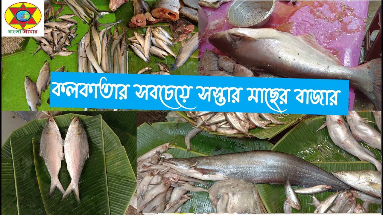 cheapest fish market in kolkata/কলকাতার সবচেয়ে সস্তার মাছের বাজার/Kolkata's cheapest fish