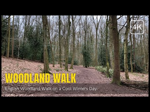 Winter Woodland Walk - Walking in the English Countryside 4K