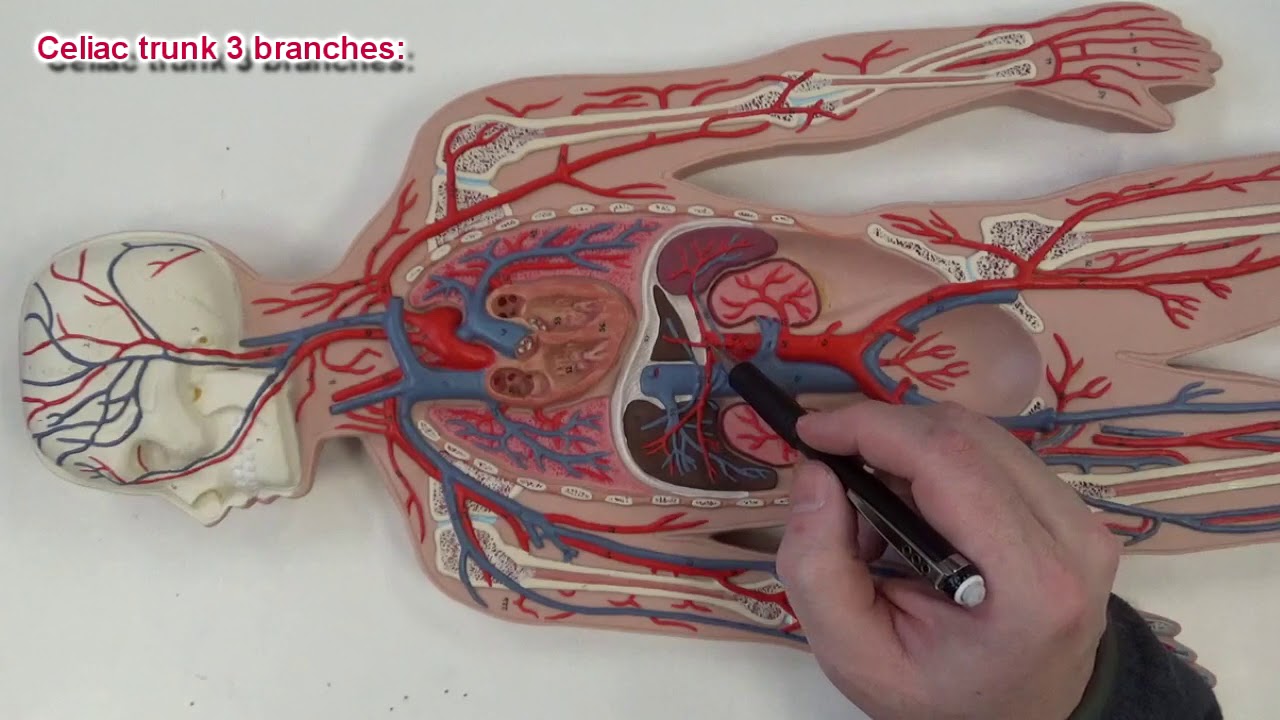 Circulatory System - Arteries - YouTube